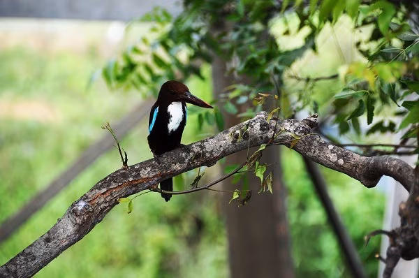 Uccelli, Leoni e Tigri