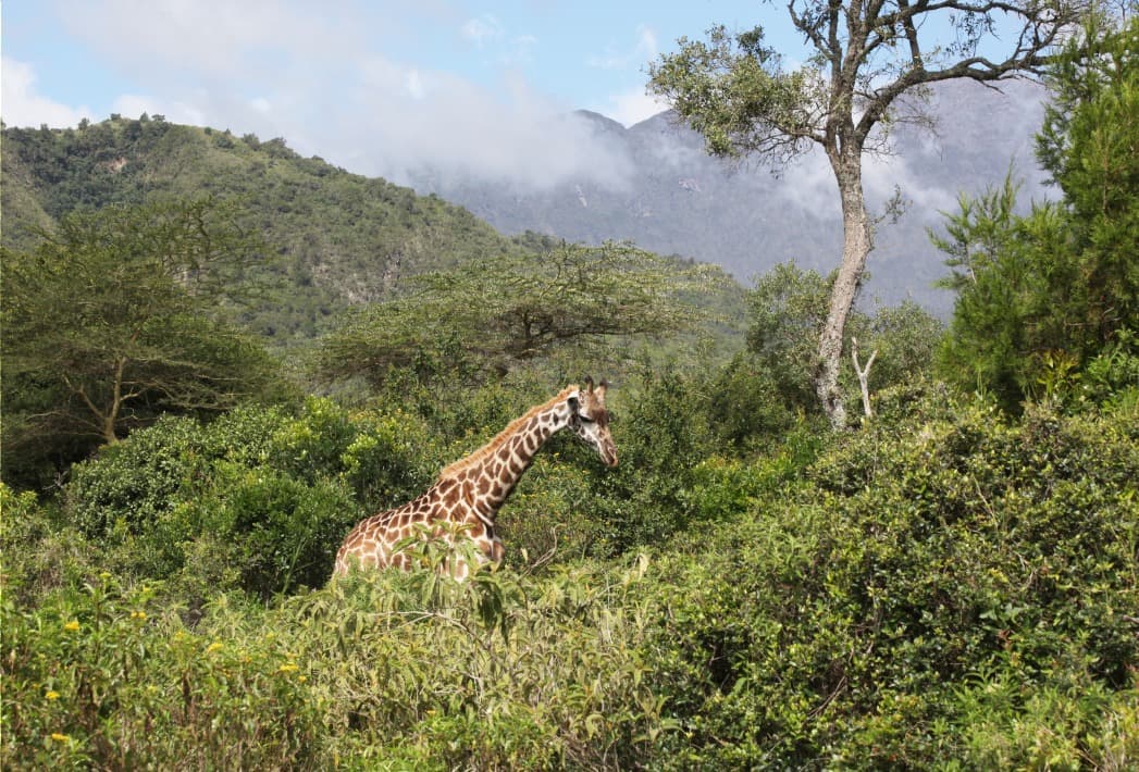 Parco Nazionale di Arusha
