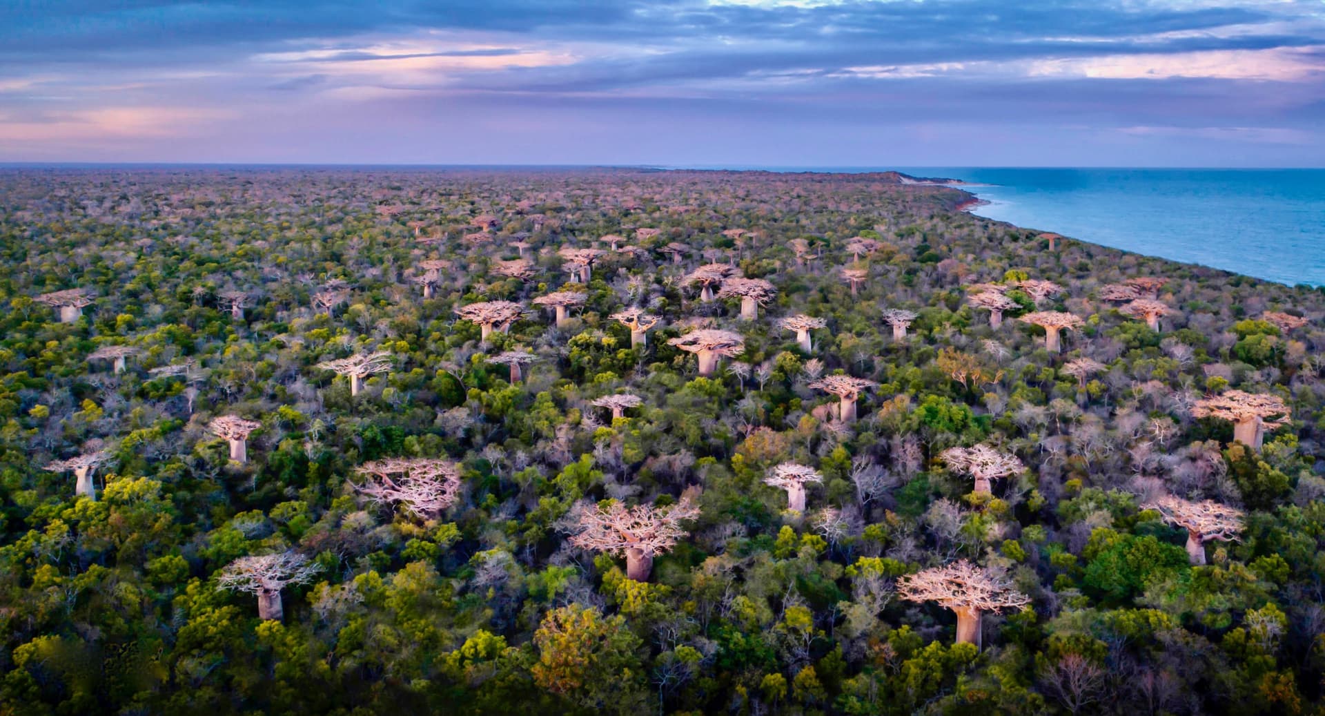 Viaggi d'autore con Détours Madagascar, Cyrille Cornu propone due viaggi alla scoperta dei baobab