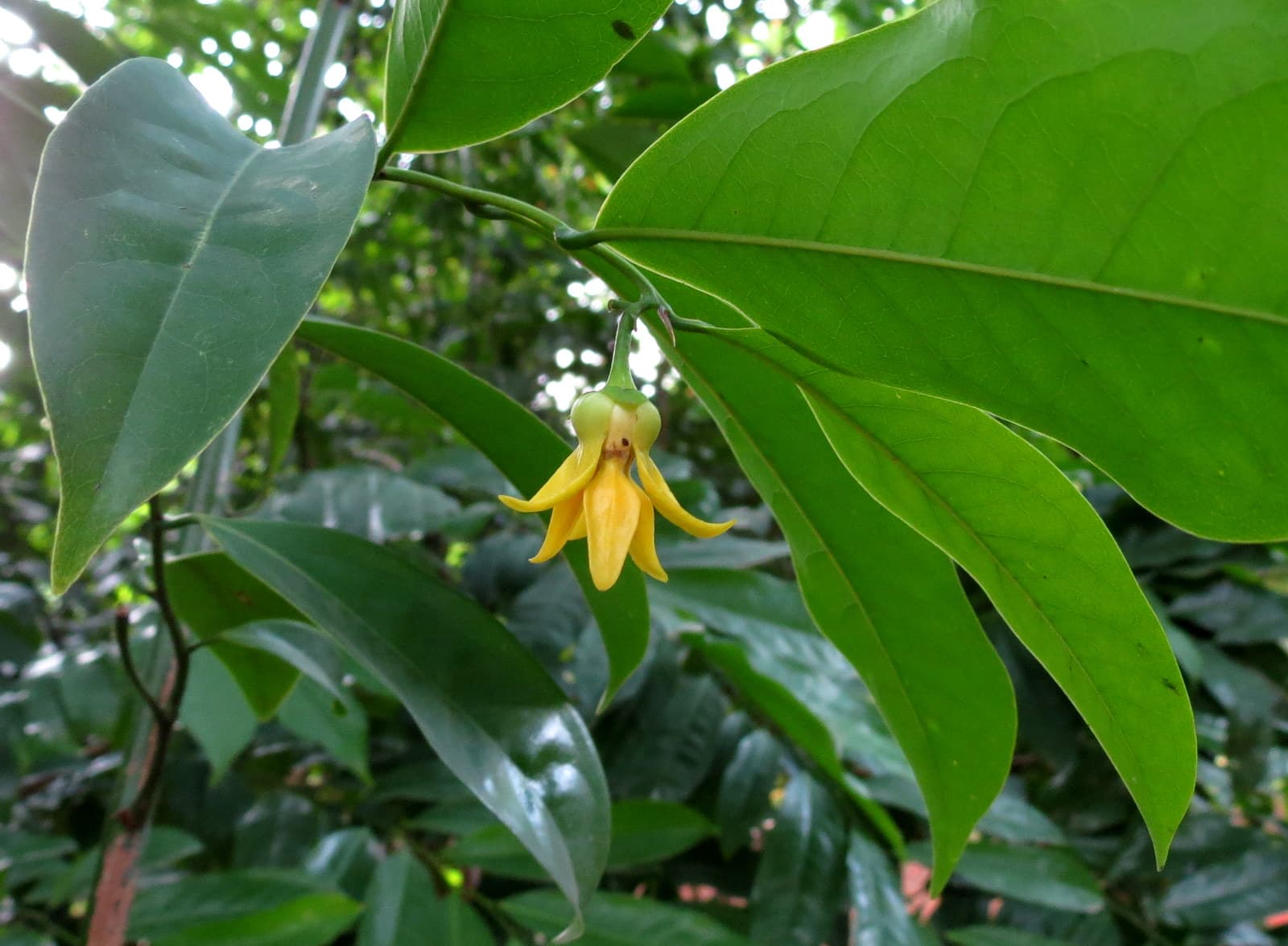 Ylang Ylang: un'altra perla nera di Madagascar