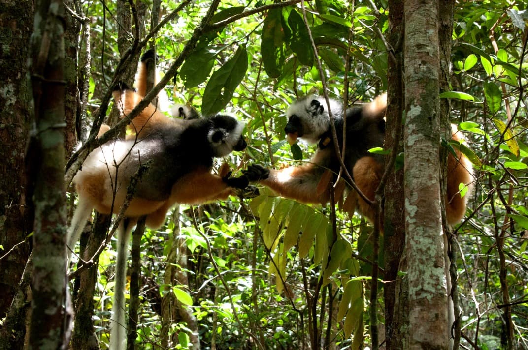 Scoprire la biodiversità di Madagascar: i 5 luoghi imprescindibili