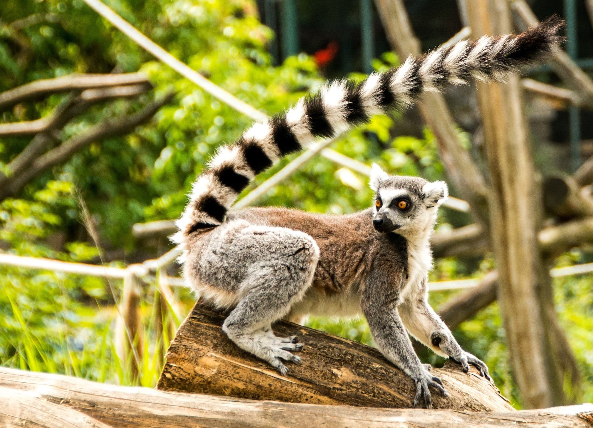 Gli animali da vedere a Madagascar