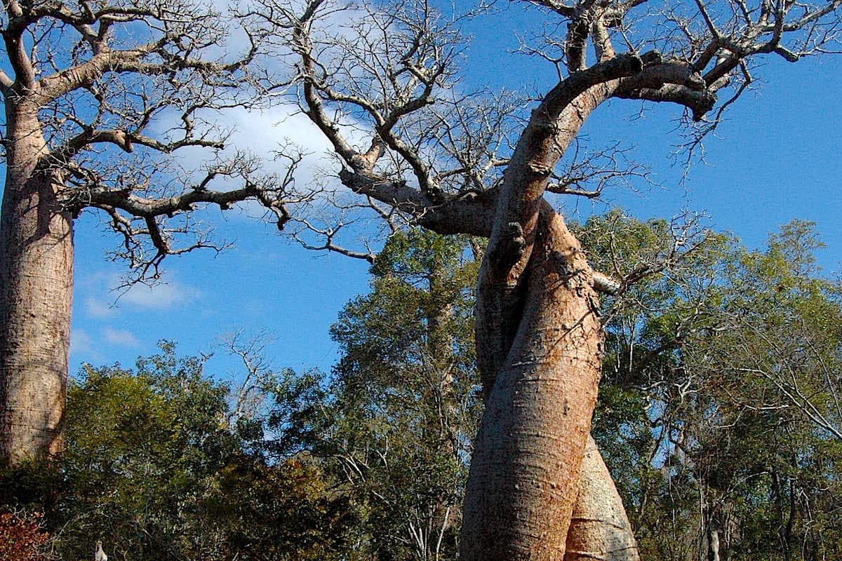 Foresta di Marofandilia