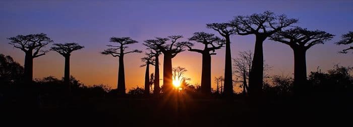 I prodotti derivati dal Baobab