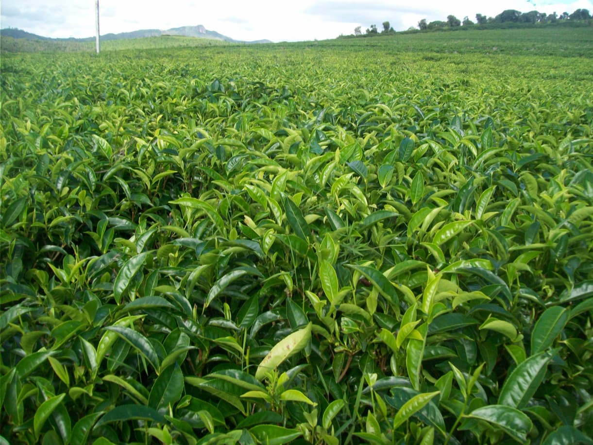 Sahambavy: L'unica piantagione di tè di Madagascar...