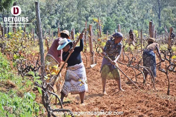 Fianarantsoa, e i suoi terroir viticoli