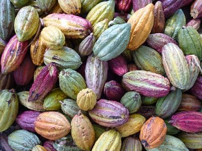 Il cacao di Madagascar, un cacao d'eccezione